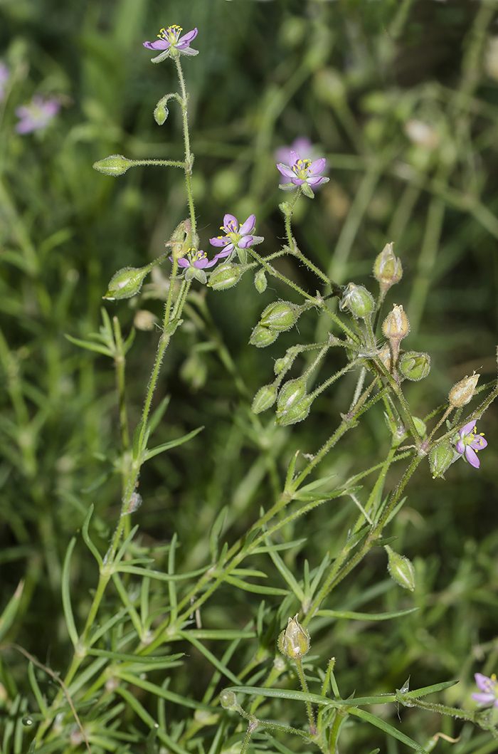 Image of Spergularia media specimen.