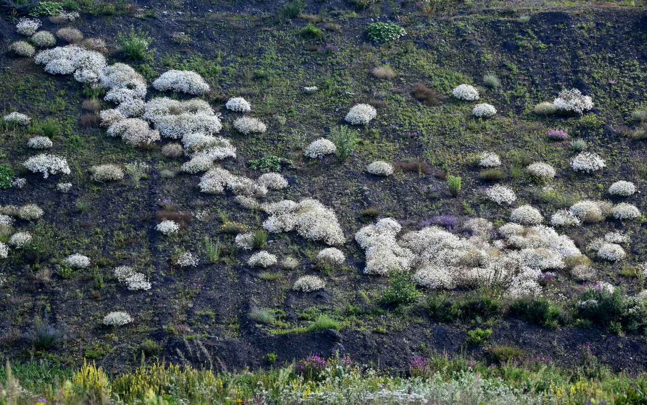 Image of Pyrethrum glanduliferum specimen.