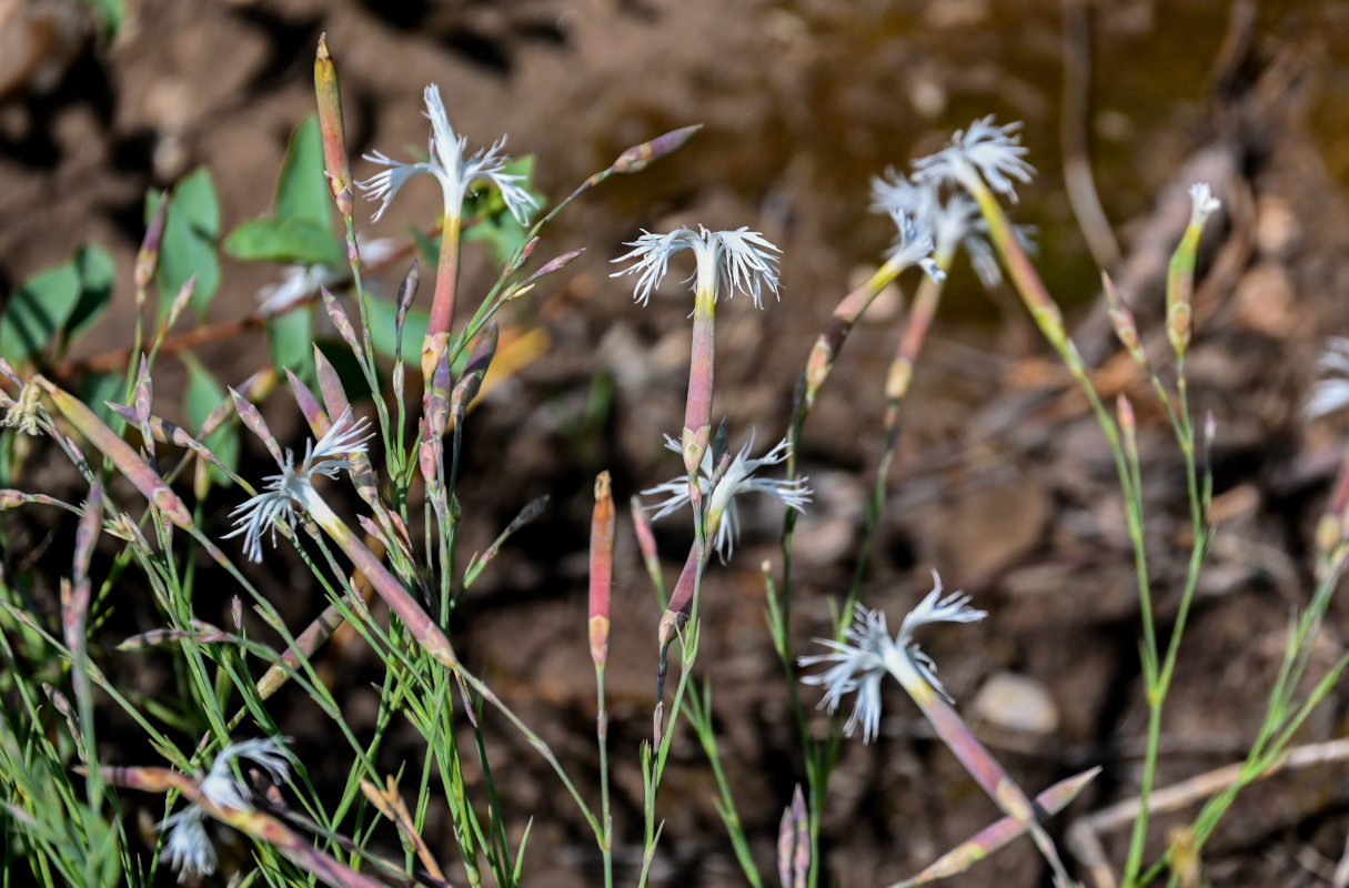 Изображение особи Dianthus acicularis.