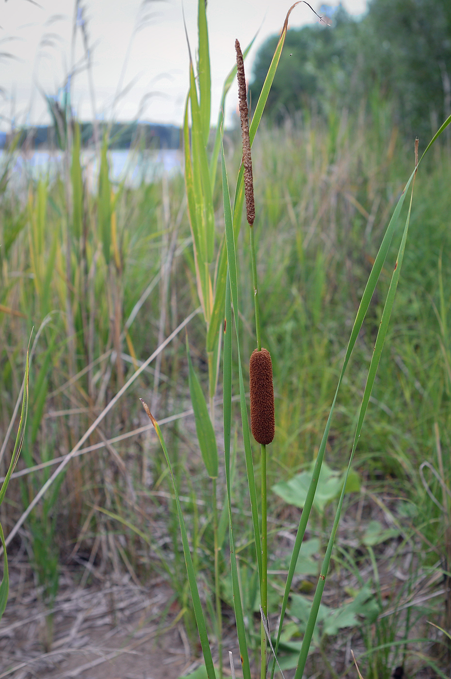 Изображение особи род Typha.