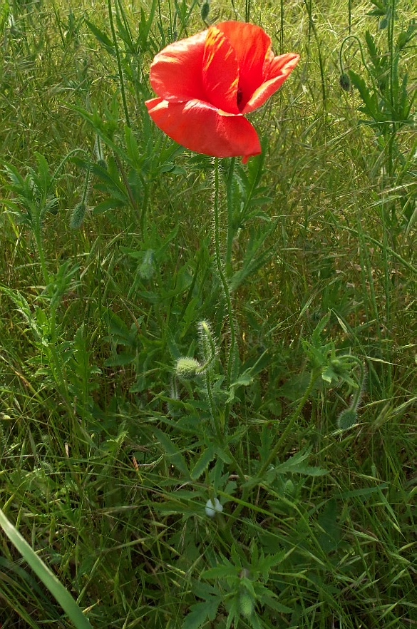 Изображение особи Papaver rhoeas.