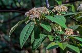 Cotoneaster frigidus. Верхушка ветви с соцветиями. Грузия, Аджария, Батумский ботанический сад, в культуре. 16.06.2023.