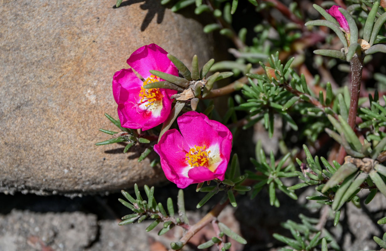 Image of Portulaca grandiflora specimen.