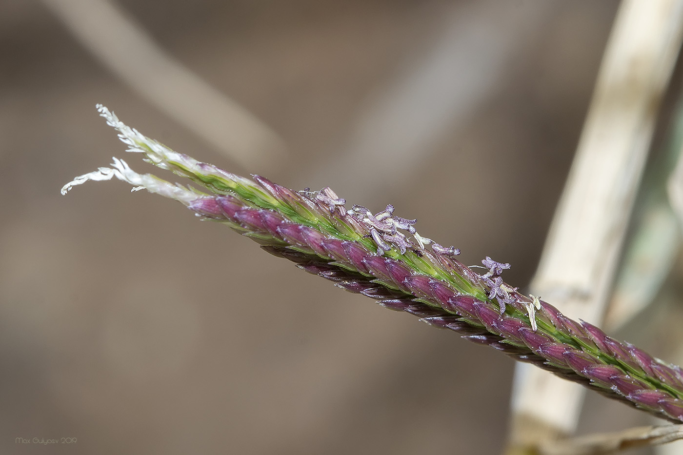 Изображение особи семейство Poaceae.