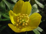 Eranthis hyemalis. Цветок. Нидерланды, Гронинген, городской парк. 9 февраля 2008 г.