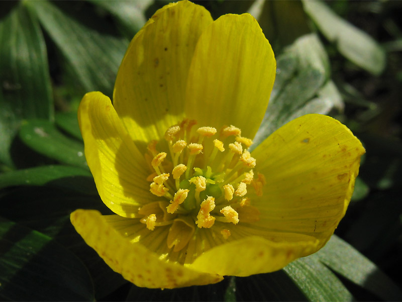 Image of Eranthis hyemalis specimen.