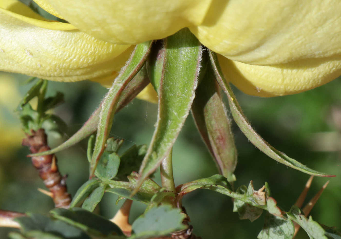 Image of Rosa platyacantha specimen.