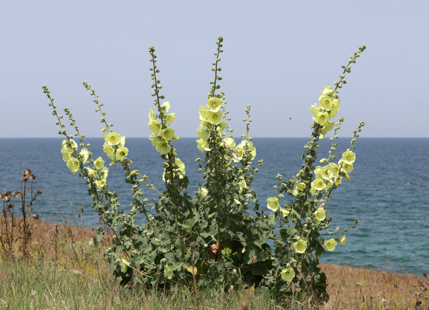 Изображение особи Alcea rugosa.