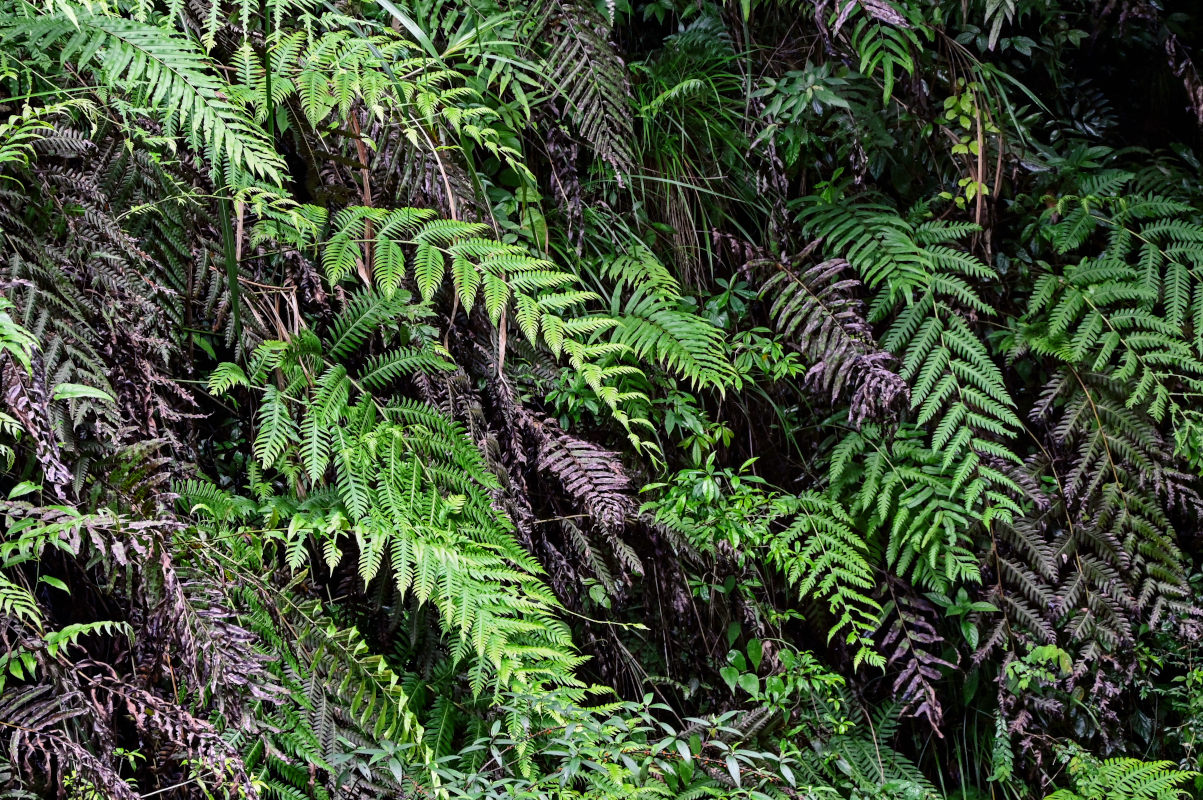 Image of Woodwardia unigemmata specimen.