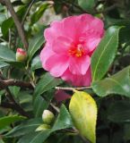 Camellia japonica. Верхушка побега с цветком и бутонами. Крым, городской округ Ялта, с. Оползневое, Mriya Resort, парк. 10.11.2023.