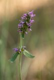 Betonica officinalis