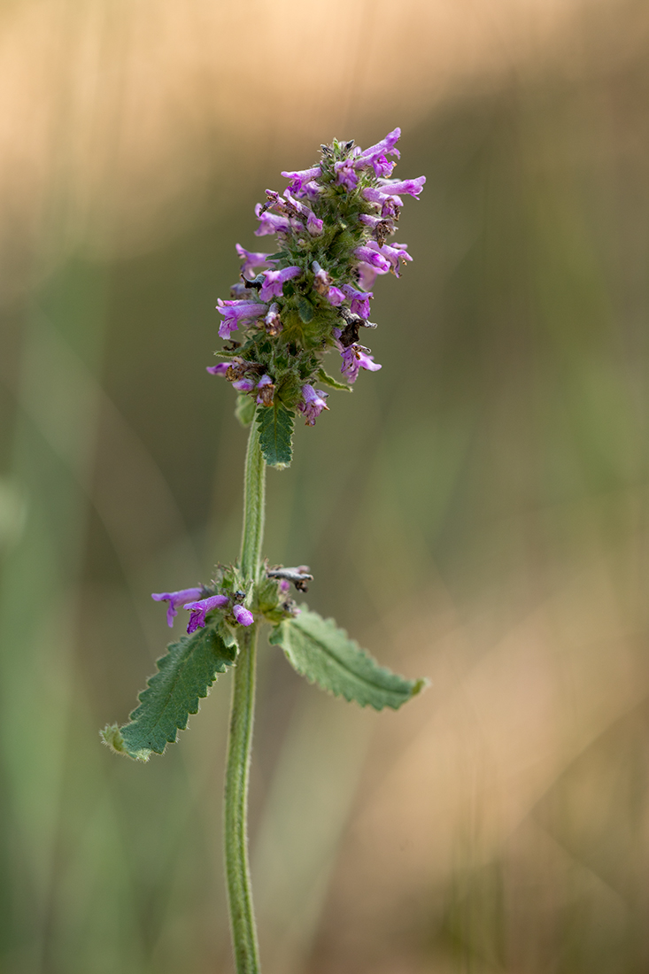 Изображение особи Betonica officinalis.