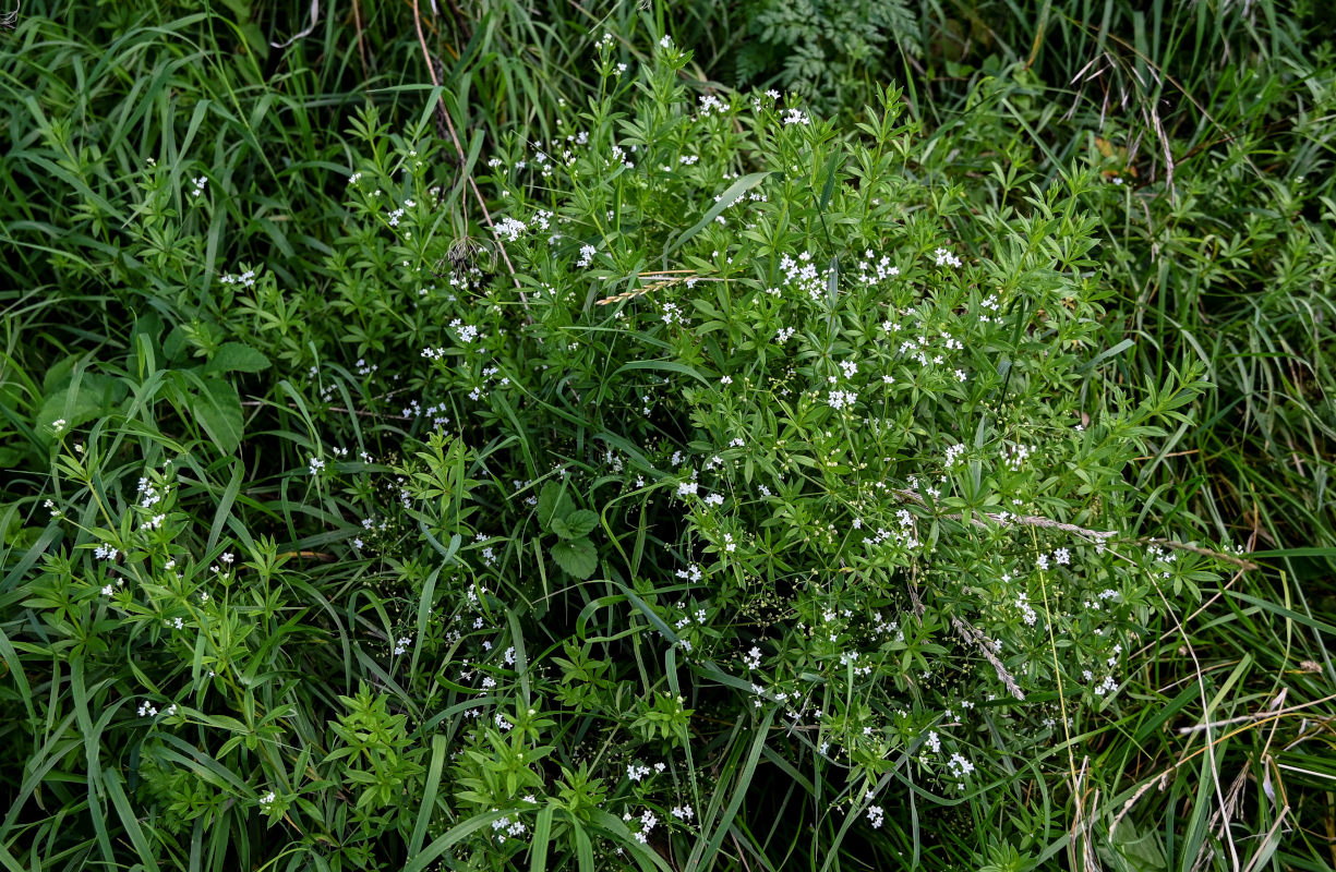 Image of Galium rivale specimen.