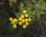 Tanacetum vulgare. Соцветие. Калужская обл., Ульяновский р-н, окр. дер. Ягодное, луг около дороги, которая идёт от Ягодное к руч. Дубенка. 29 августа 2024 г.