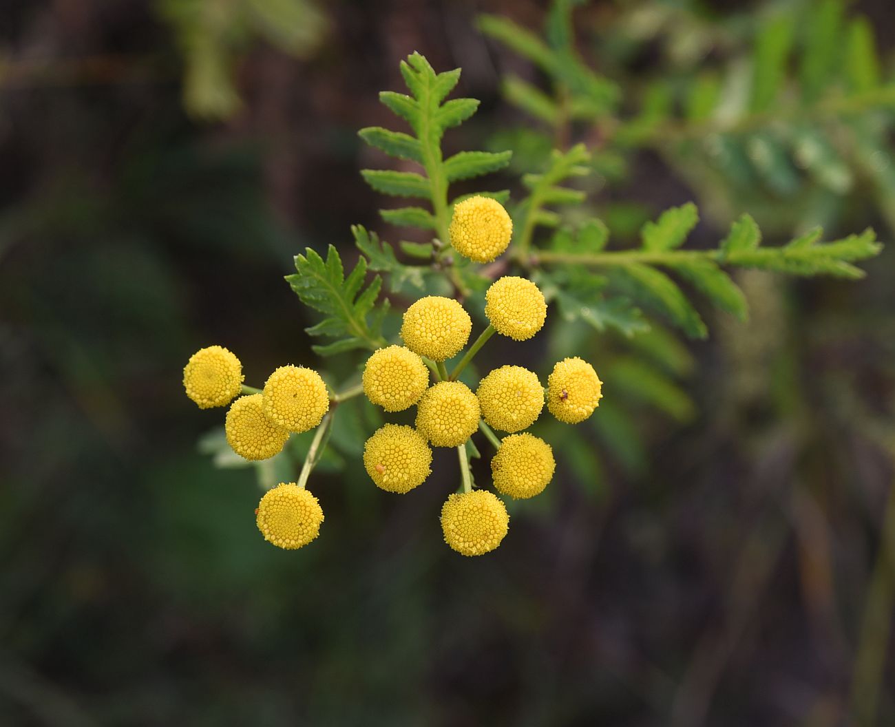 Image of Tanacetum vulgare specimen.