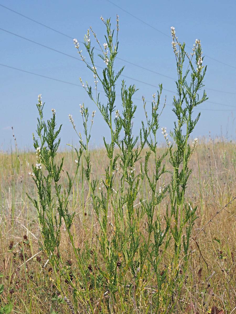 Image of Astragalus sulcatus specimen.