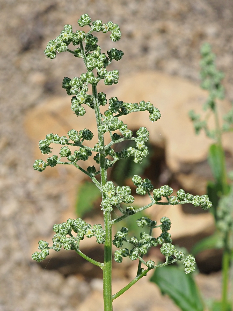 Image of Chenopodiastrum hybridum specimen.