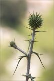 Echinops spinosissimus. Верхушка растения с развивающимися соцветиями. Турция, пров. Анталья, р-н Кумлуджа, вдхр. Алакыр, высокий каменистый берег, сосновый лес (с Pinus brutia). 31.05.2024.