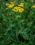 Tanacetum vulgare