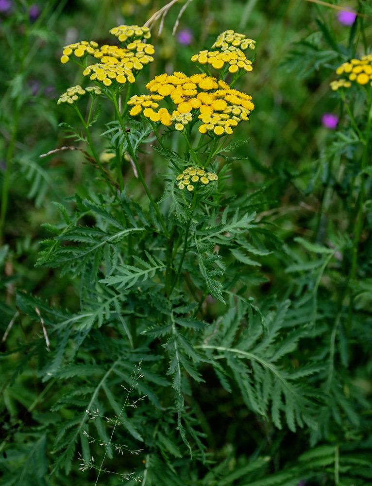 Изображение особи Tanacetum vulgare.