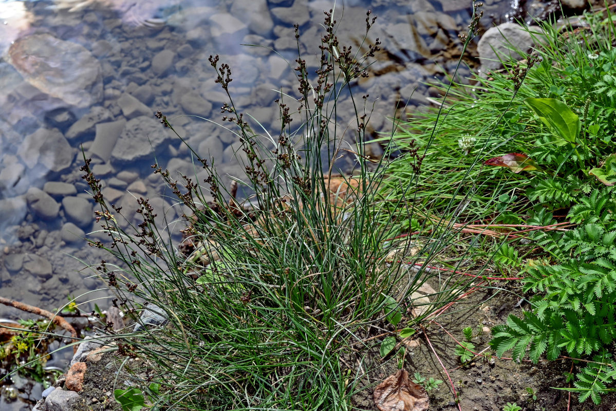 Изображение особи Juncus compressus.