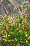 Persicaria maculosa. Цветущие растения. Крым, Байдарская долина. 25 июля 2009 г.