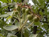 Pyrus elaeagrifolia. Верхушка побега с незрелыми плодами. Крым, Южный Берег, окр. пос. Лесной, смешанное редколесье возле грунтовой дороги. 26.05.2024.