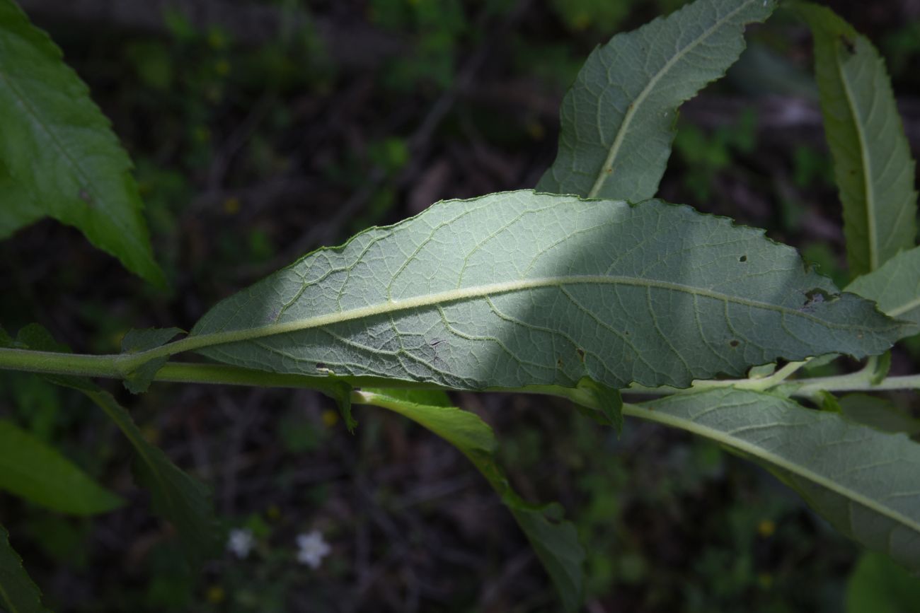 Image of genus Salix specimen.