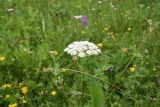 семейство Apiaceae. Верхушка цветущего растения. Чечня, Шаройский р-н, с. Хакмадой, выс. 1580 м н.у.м., луг. 30 июня 2024 г.