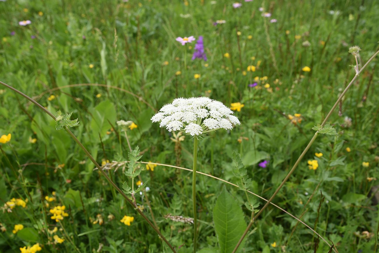 Image of familia Apiaceae specimen.