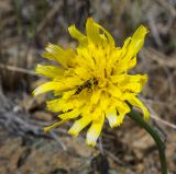 Scorzonera austriaca