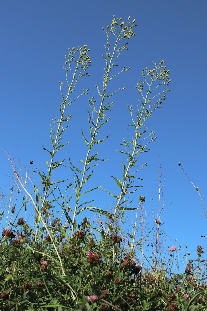 Image of Hieracium umbellatum specimen.