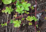 Potentilla stolonifera. Розетки листьев и усы. Камчатский край, г. Петропавловск-Камчатский, Мишенная сопка, осыпающийся склон ЮВ экспозиции. 12.08.2024.