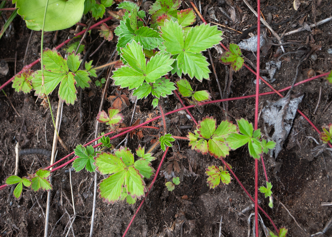 Изображение особи Potentilla stolonifera.