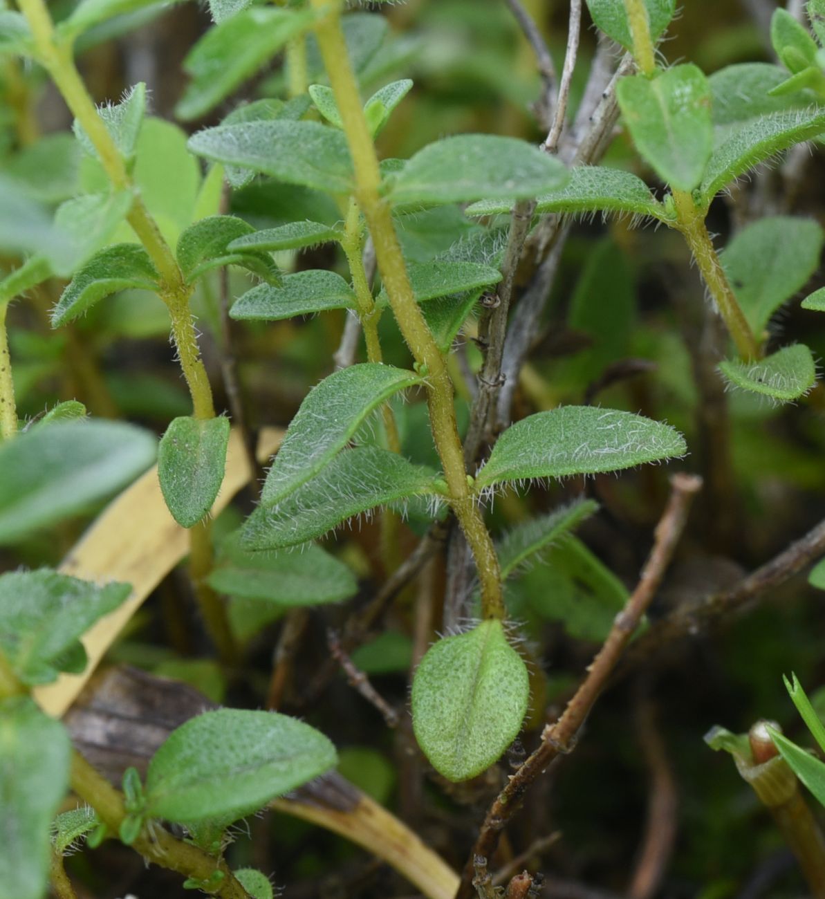 Image of genus Thymus specimen.