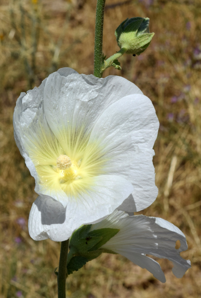 Изображение особи Alcea nudiflora.