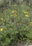 Sonchus tenerrimus. Цветущее растение. Испания, Каталония, пров. Жирона, комарка Баш Эмпорда, муниципалитет Калонже, кромка пашни вдоль тротуара. 22.03.2025.