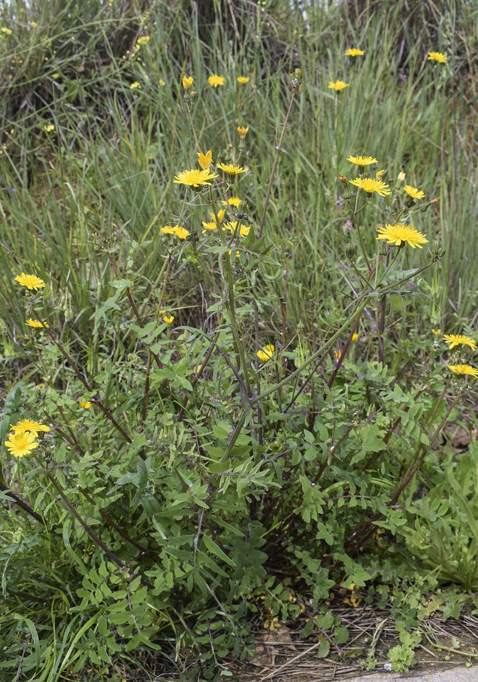Image of Sonchus tenerrimus specimen.
