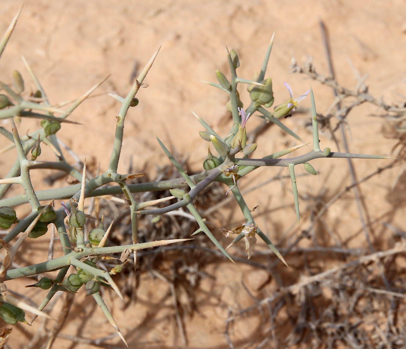 Image of Zilla spinosa ssp. biparmata specimen.
