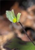 Смотреть изображение Hepatica nobilis