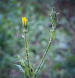 Смотреть изображение род Tragopogon