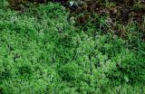 View full-size image genus Sphagnum