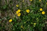 View full-size image Potentilla ruprechtii