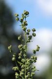 View full-size image Chenopodium album