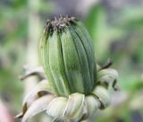 genus Taraxacum. Нераспустившееся соцветие. Север Кубани, станица Шкуринская, сорное во дворе. 26.04.2011.