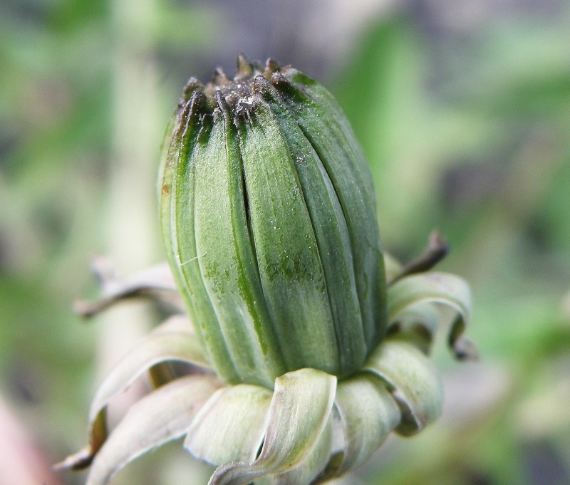 Image of genus Taraxacum specimen.