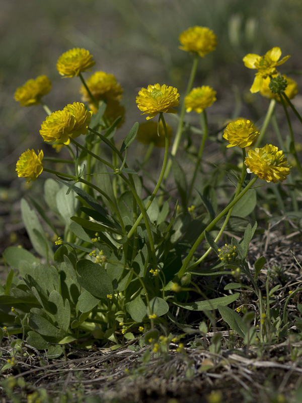 Image of Ranunculus polyrhizos specimen.