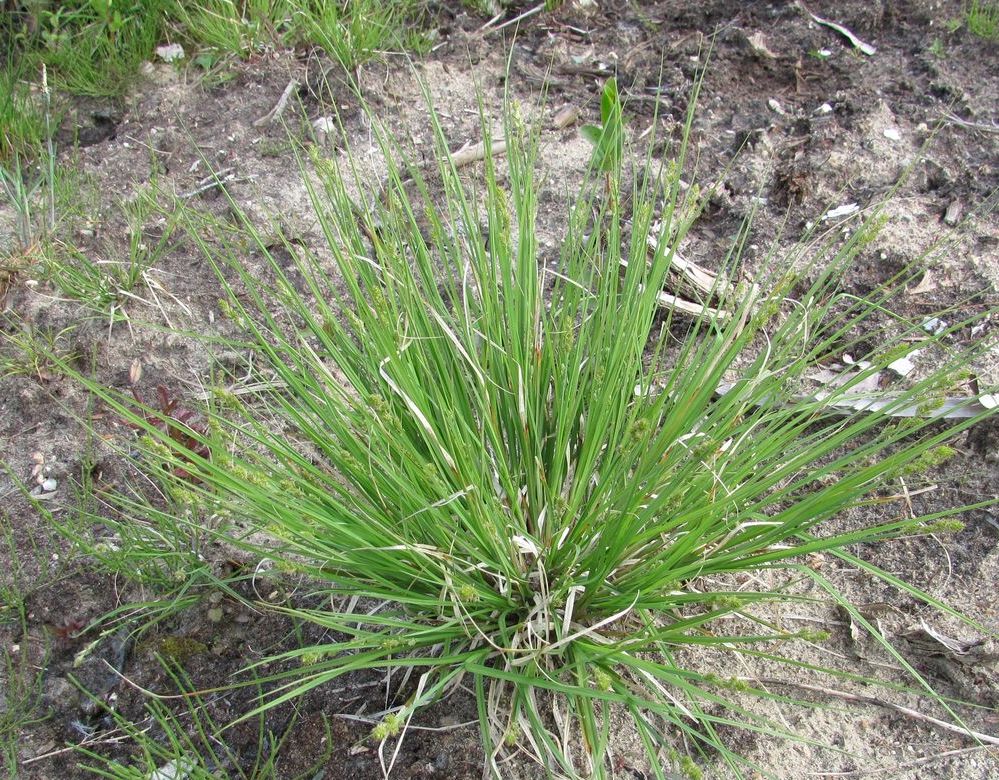 Image of Carex canescens specimen.