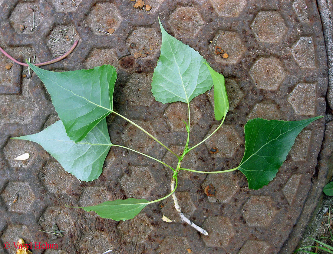 Image of Populus nigra specimen.