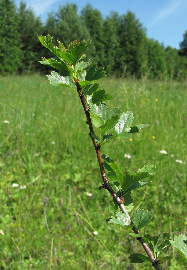 Image of genus Crataegus specimen.